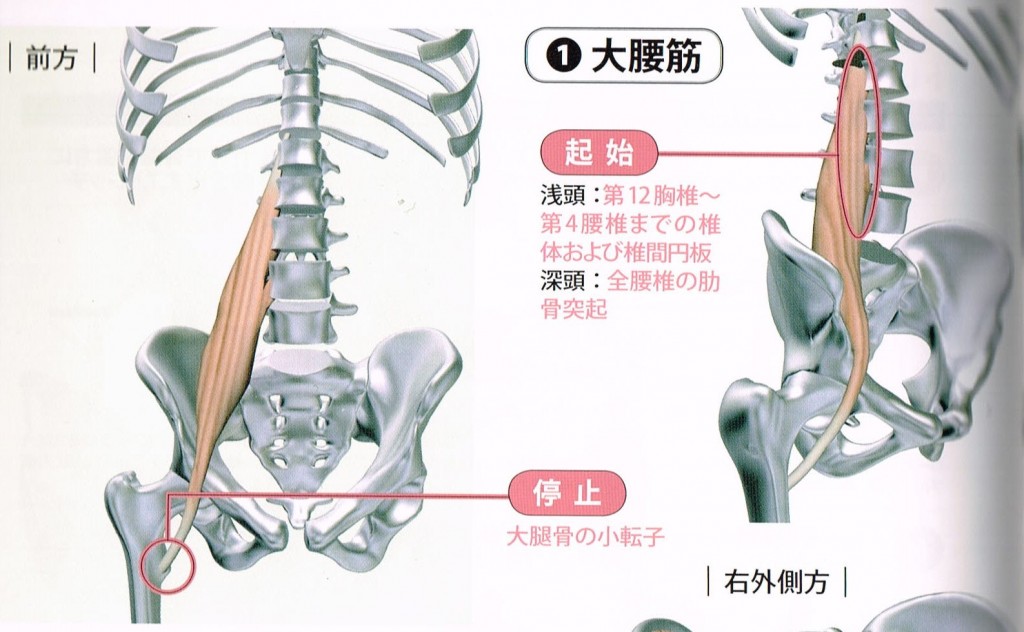 大腰筋