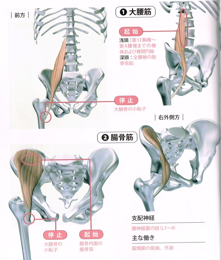 腸腰筋