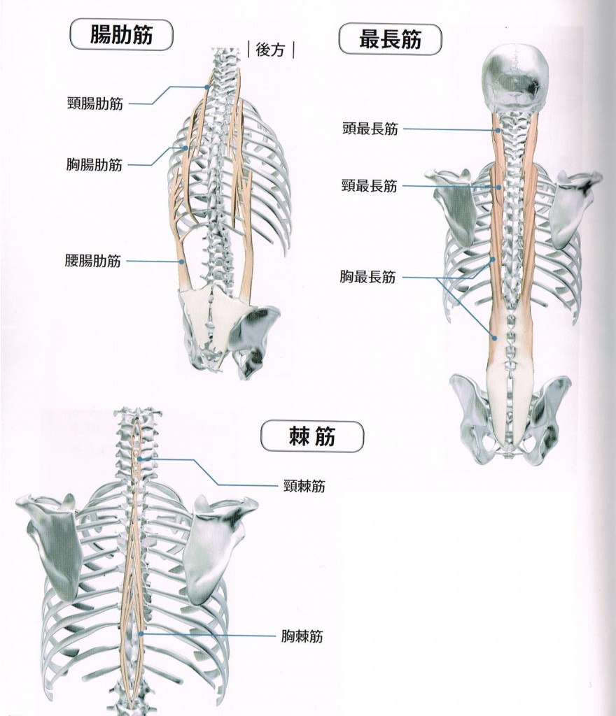 脊柱起立筋