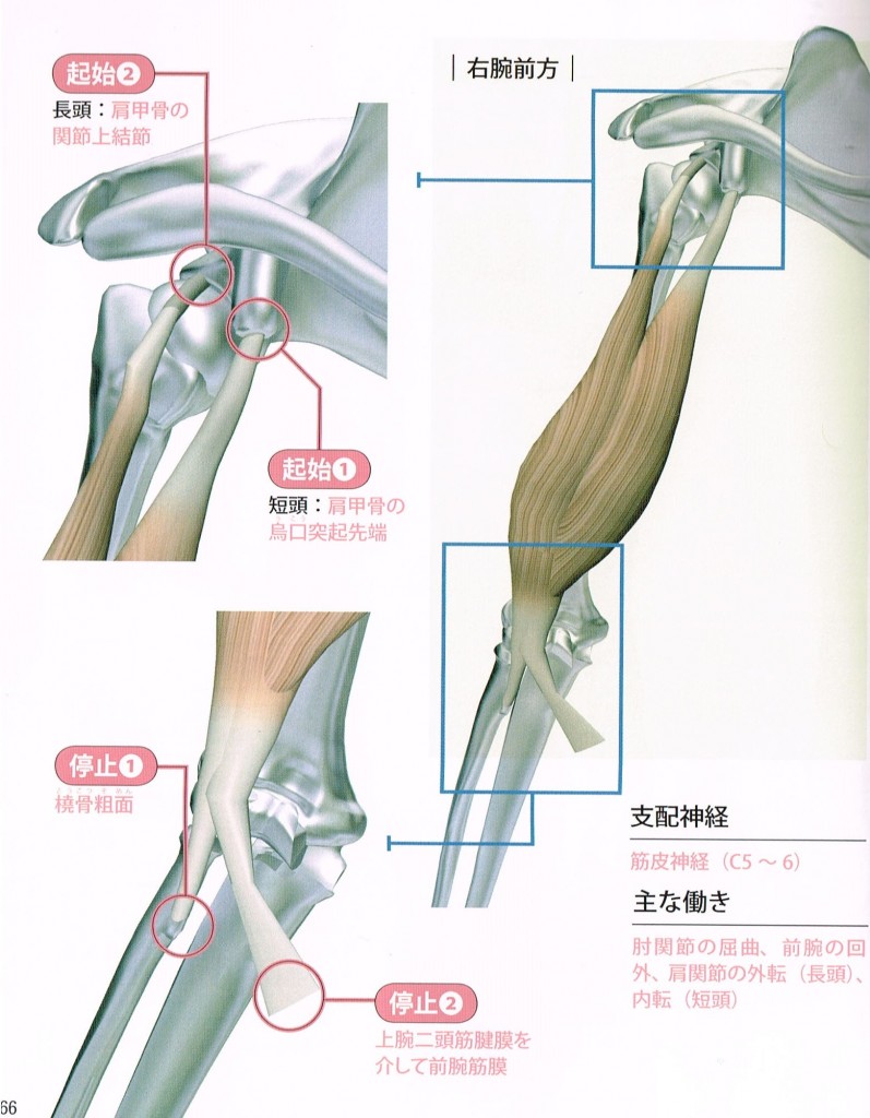 上腕二頭筋